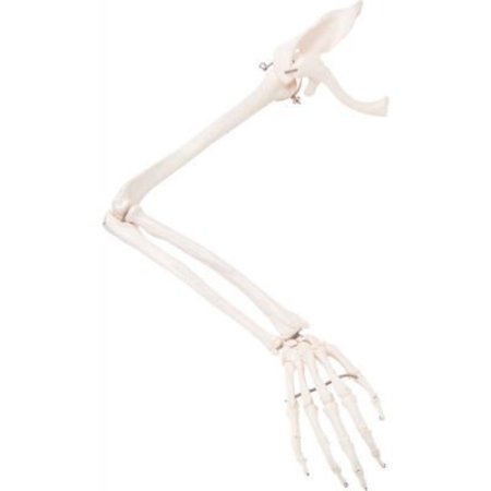 FABRICATION ENTERPRISES 3B® Anatomical Model - Loose Bones, Arm Skeleton with Scapula and Clavicle, Right 12-4583R